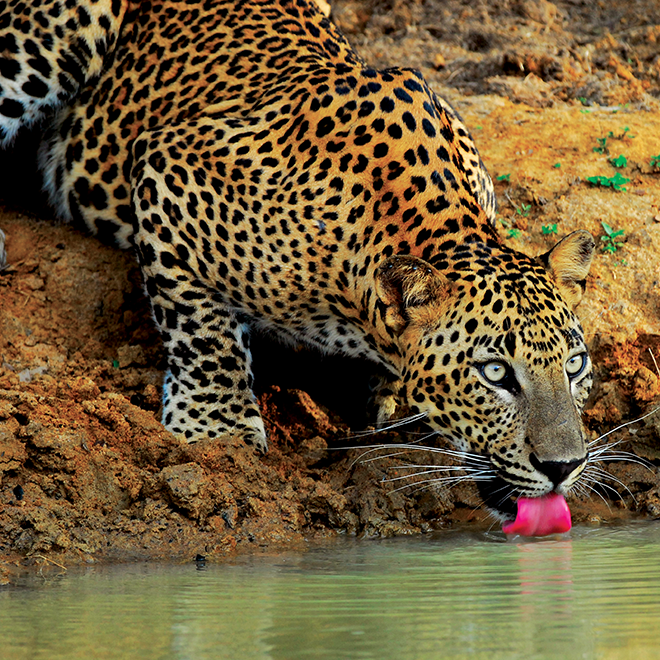 Sri Lanka’s Wildlife Adventures