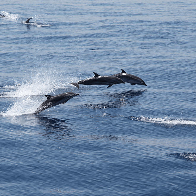 Dolphin & Whale Watching
