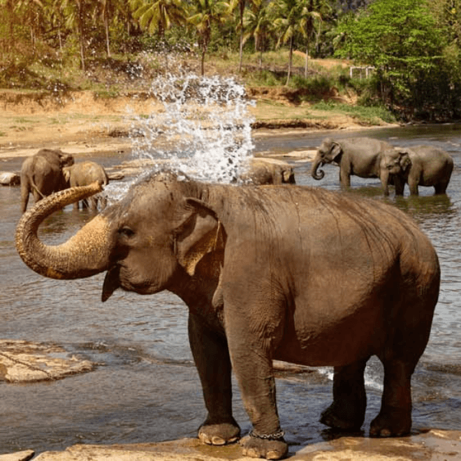 Pinnawela Elephant Orphanage